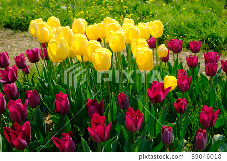 滋賀縣米原市的Kaminyu鬱金香 滋賀縣米原市的Kaminyu鬱金香 89046018