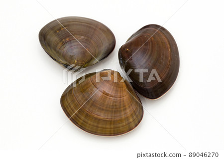 蜆蛤 蜆蛤 89046270