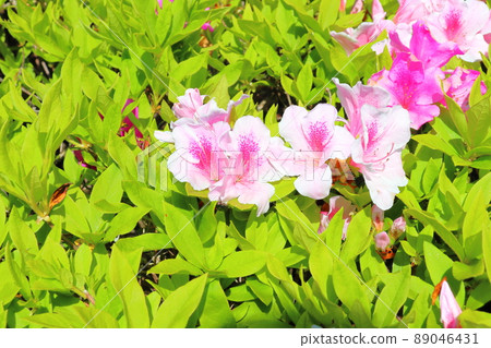 杜鵑花粉紅色的花 杜鵑花粉紅色的花 89046431