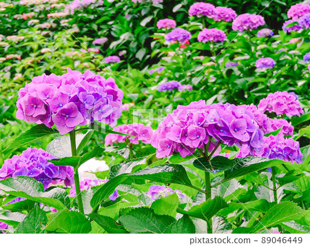 Purple hydrangea 89046449