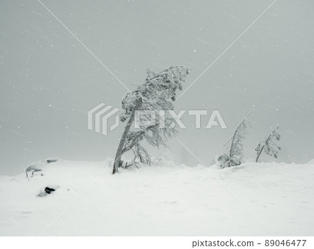 Magical bizarre silhouettes of trees are plastered with snow. Arctic harsh nature. Mystical fairy tale of the winter misty forest. Snow covered trees on mountainside. Poor visibility, blizzard. 89046477