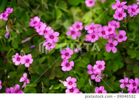 Pretty flower of pink-sorrel 89046582
