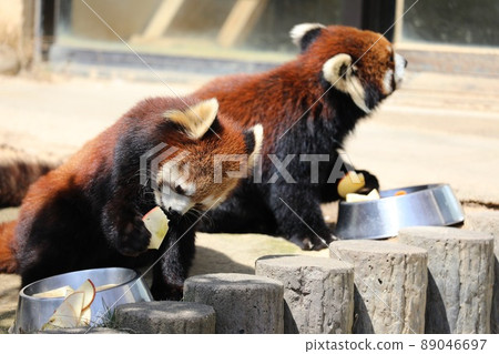 [Fukui Prefecture, Sabae City Nishiyama Zoo, April] Red panda mogmog time eating with friends 89046697