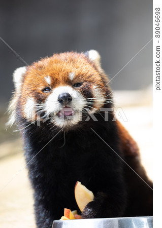 [Fukui Prefecture, Sabae City Nishiyama Zoo, April] Overflowing smiles Red panda mogumogu time during meals 89046698