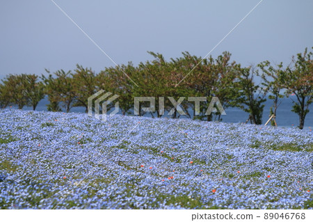 Nemophila field 89046768