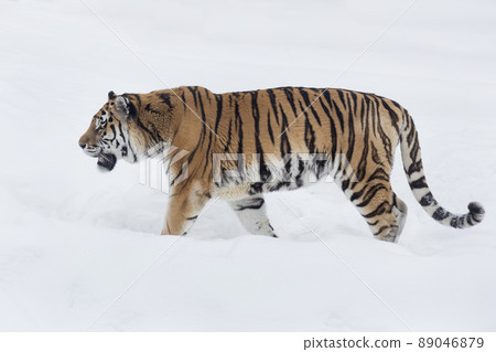Wild siberian tiger is walking on a white snow. Wild siberian tiger is walking on a white snow. 89046879