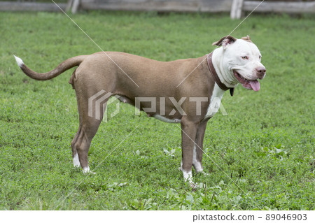 American pit bull terrier puppy in summer park. 89046903