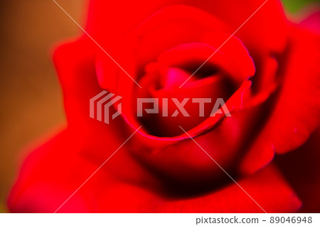 A rose garden in Nishiyama Park where 600 varieties of roses bloom beautifully 89046948