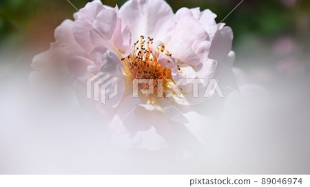 A rose garden in Nishiyama Park where 600 varieties of roses bloom beautifully 89046974