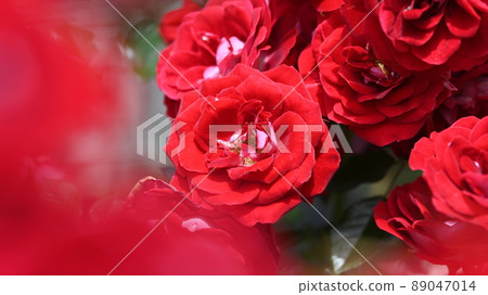 西山公園內的玫瑰園，600 種玫瑰綻放美麗 89047014