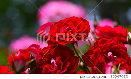 西山公園內的玫瑰園，600 種玫瑰綻放美麗 89047015