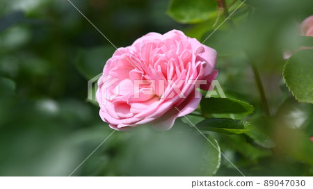 西山公園內的玫瑰園，600 種玫瑰綻放美麗 89047030