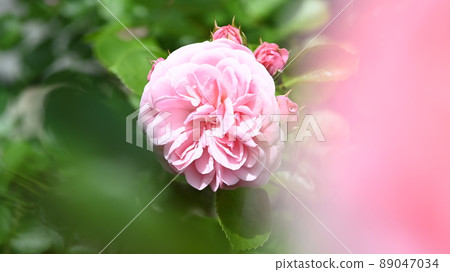 西山公園內的玫瑰園，600 種玫瑰綻放美麗 89047034