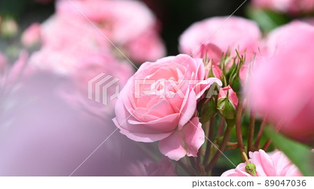 西山公園內的玫瑰園，600 種玫瑰綻放美麗 89047036