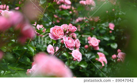 A rose garden in Nishiyama Park where 600 varieties of roses bloom beautifully 89047042