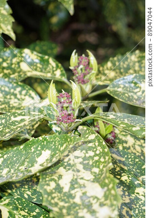 Laurel flowers in spring 89047044