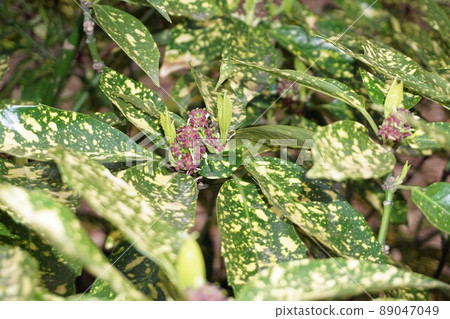 Laurel flowers in spring 89047049