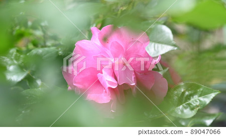 A rose garden in Nishiyama Park where 600 varieties of roses bloom beautifully A rose garden in Nishiyama Park where 600 varieties of roses bloom beautifully 89047066