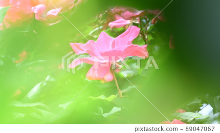 西山公園內的玫瑰園，600 種玫瑰綻放美麗 89047067