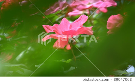 西山公園內的玫瑰園，600 種玫瑰綻放美麗 89047068