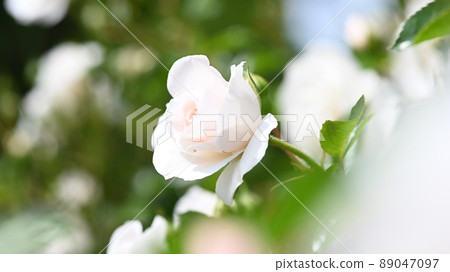 西山公園內的玫瑰園，600 種玫瑰綻放美麗 89047097