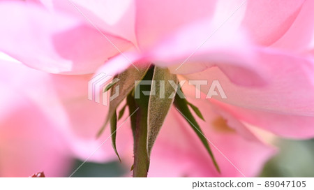 西山公園內的玫瑰園,600 種玫瑰綻放美麗 西山公園內的玫瑰園,600 種玫瑰綻放美麗 89047105