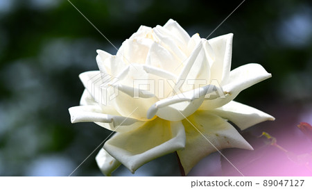 西山公園內的玫瑰園,600 種玫瑰綻放美麗 西山公園內的玫瑰園,600 種玫瑰綻放美麗 89047127