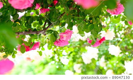 西山公園內的玫瑰園，600 種玫瑰綻放美麗 89047130