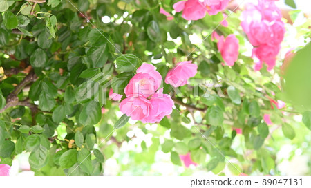 西山公園內的玫瑰園,600 種玫瑰綻放美麗 西山公園內的玫瑰園,600 種玫瑰綻放美麗 89047131