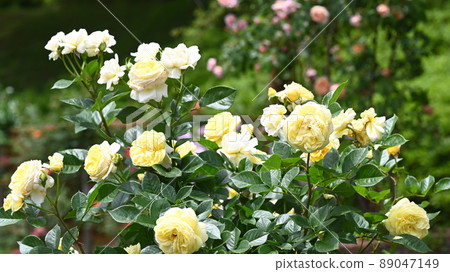A rose garden in Nishiyama Park where 600 varieties of roses bloom beautifully 89047149