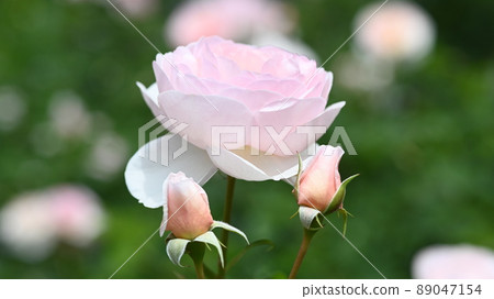 西山公園內的玫瑰園，600 種玫瑰綻放美麗 89047154