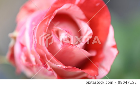 西山公園內的玫瑰園,600 種玫瑰綻放美麗 西山公園內的玫瑰園,600 種玫瑰綻放美麗 89047155