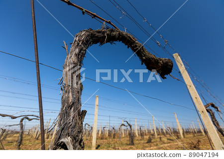 Close up of old vineyard at spring time, ready for new season, wine concept 89047194