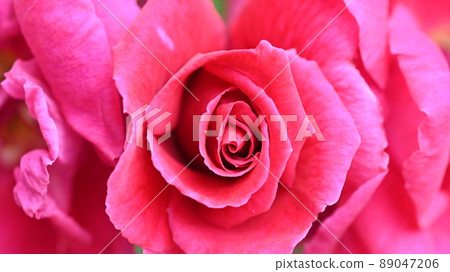 西山公園內的玫瑰園，600 種玫瑰綻放美麗 89047206