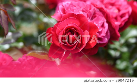 A rose garden in Nishiyama Park where 600 varieties of roses bloom beautifully A rose garden in Nishiyama Park where 600 varieties of roses bloom beautifully 89047219