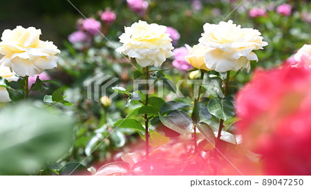 西山公園內的玫瑰園，600 種玫瑰綻放美麗 89047250