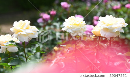 西山公園內的玫瑰園，600 種玫瑰綻放美麗 89047251