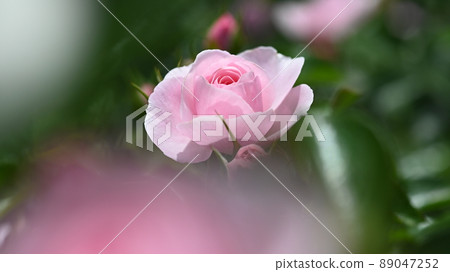 A rose garden in Nishiyama Park where 600 varieties of roses bloom beautifully 89047252