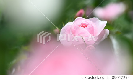 西山公園內的玫瑰園，600 種玫瑰綻放美麗 89047254