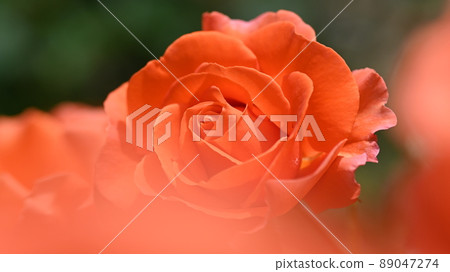 西山公園內的玫瑰園,600 種玫瑰綻放美麗 西山公園內的玫瑰園,600 種玫瑰綻放美麗 89047274