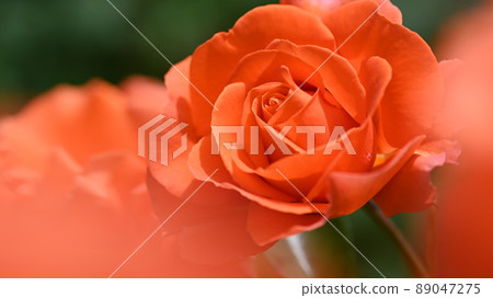 西山公園內的玫瑰園，600 種玫瑰綻放美麗 89047275