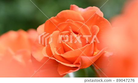 西山公園內的玫瑰園，600 種玫瑰綻放美麗 89047276