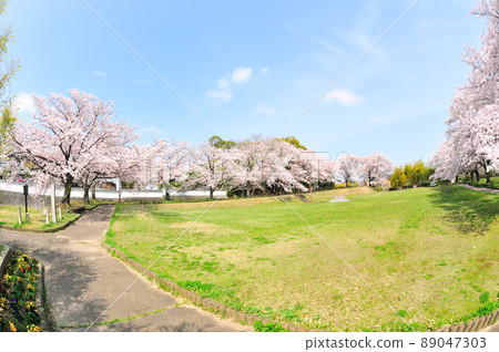 沓掛城址的櫻花 89047303