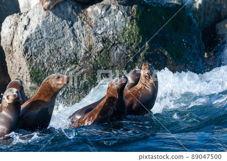 Sea lions resting on a rock 89047500