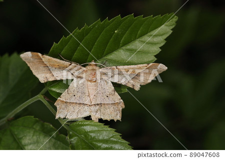 生物、昆蟲、Arichanna melanaria、看起來像是通過收集三角形製成的翅膀。用清醒的顏色模仿被打敗的枯葉？ 89047608