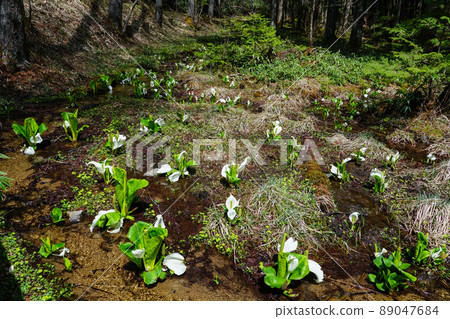 A group of water basho A group of water basho 89047684