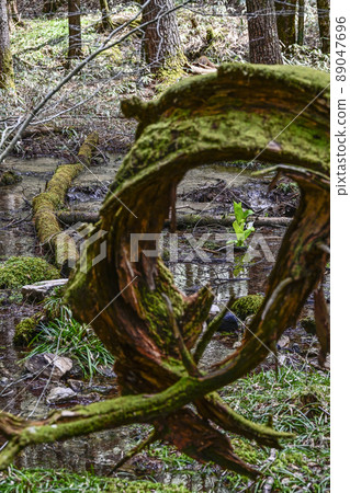 Skunk cabbage seen through a fallen tree Skunk cabbage seen through a fallen tree 89047696