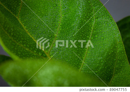 Close-up of bright green leaf with dew on leaf 89047755