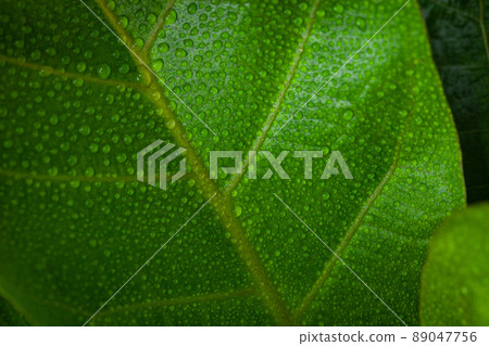 Close-up of bright green leaf with dew on leaf Close-up of bright green leaf with dew on leaf 89047756