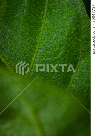 Close-up of bright green leaf with dew on leaf Close-up of bright green leaf with dew on leaf 89047757